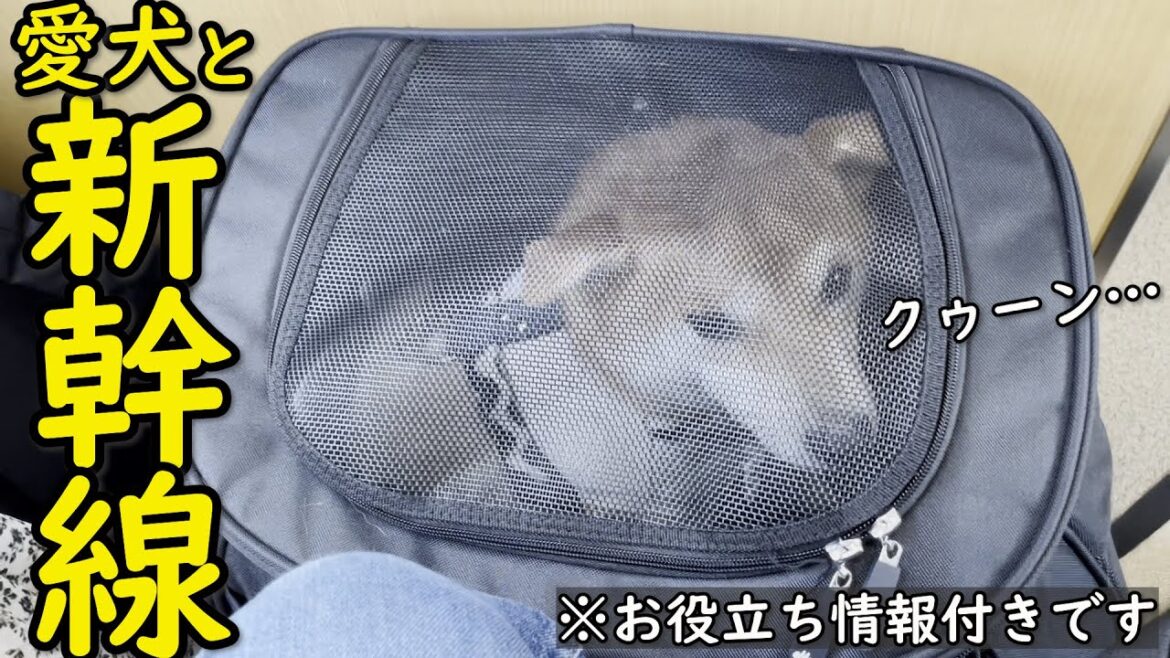 【解説】甘えん坊の柴犬と新幹線に乗るとこうなります