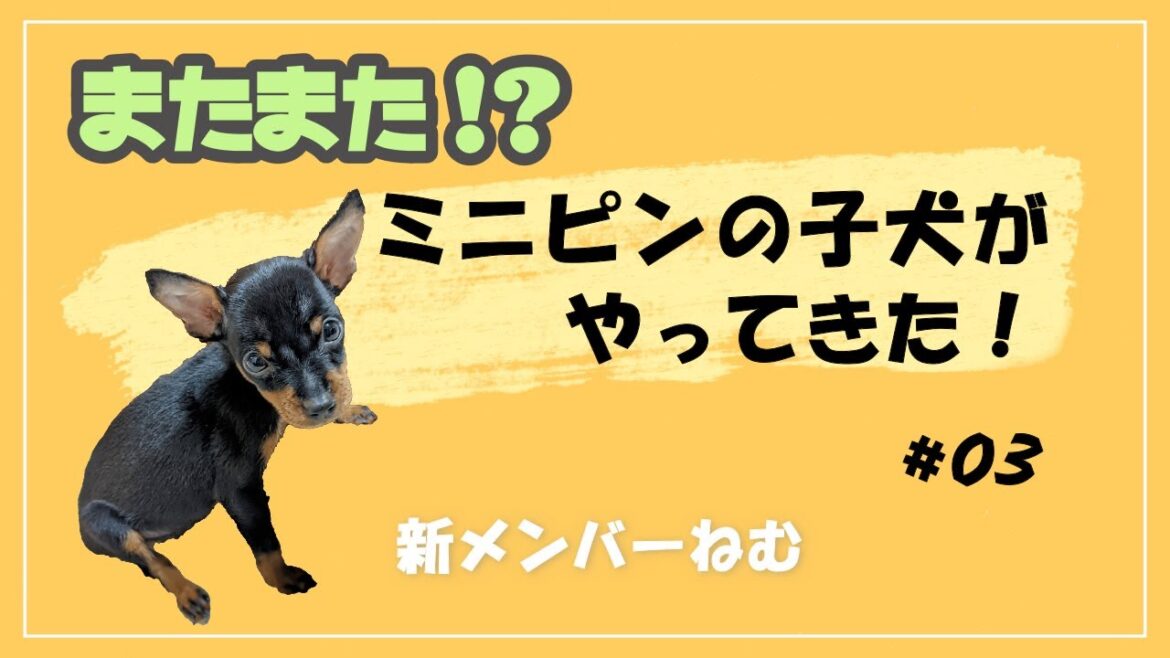 【３頭目】ミニピンの子犬がやってきた！#03