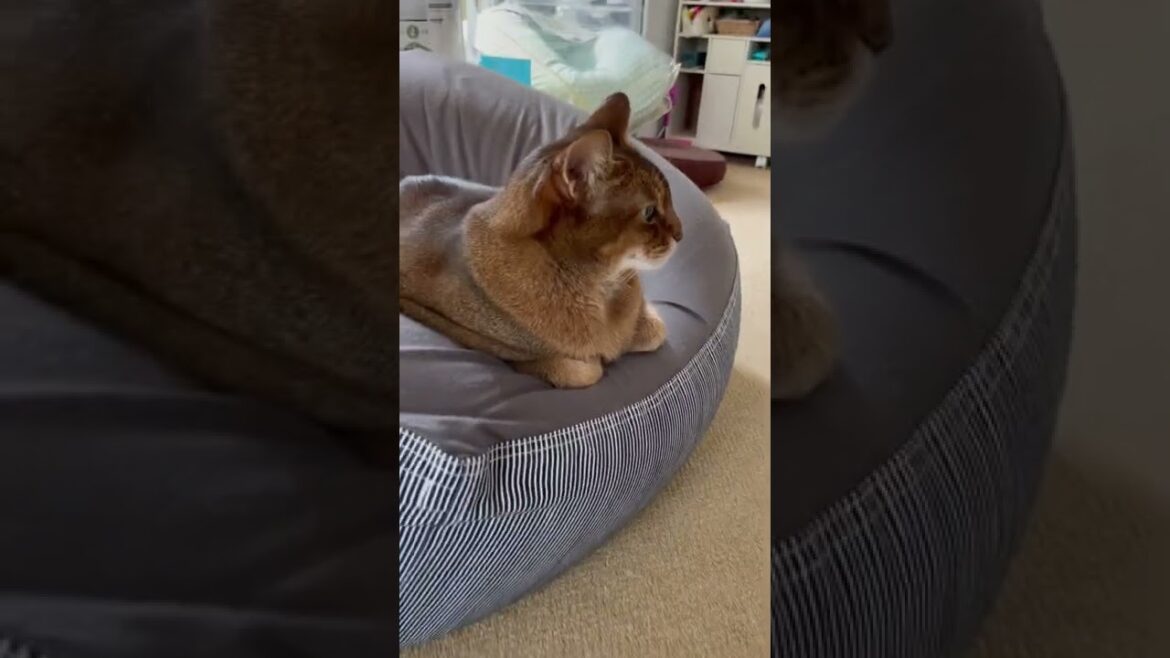 凶暴猫ルルの自己紹介　アビシニアン　#1