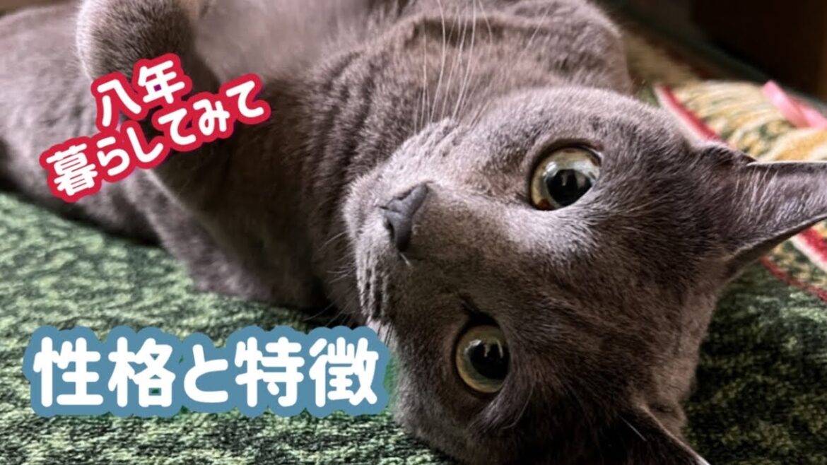 ロシアンブルー、8歳はこんな猫です！