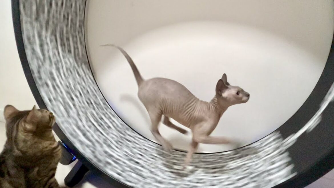 更に上達!!ランニングマシンを完璧に乗りこなす子猫【スフィンクス猫】
