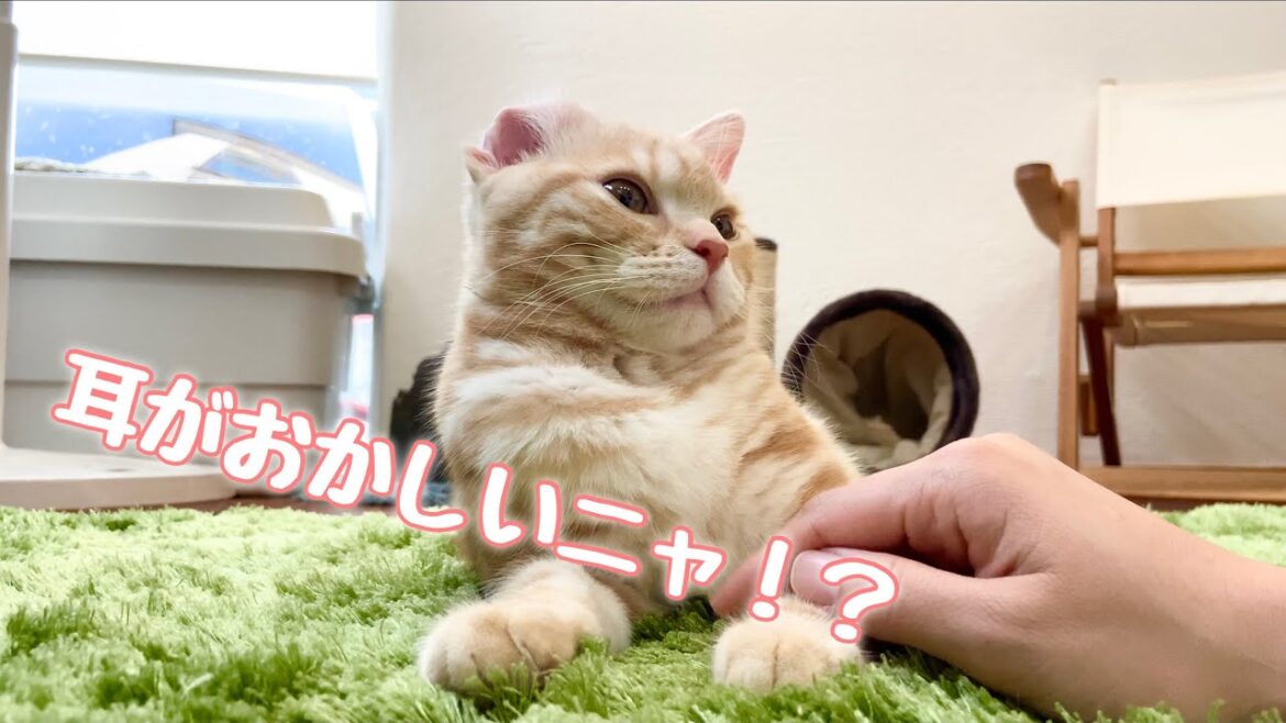 先輩猫との激しいバトルで、アメリカンカールになっちゃったアメショー！w