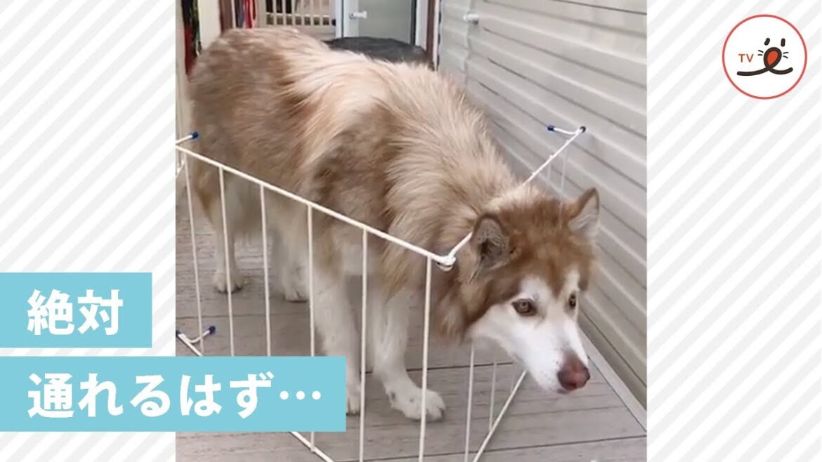 なんでボクだけ通れないの…😢 自分の体の大きさを分かっていないマラミュートさん😂【PECO TV】