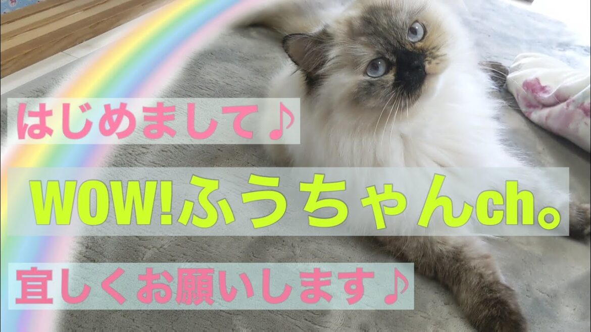 【自己紹介】はじめまして♪ヒマラヤン猫‘’ふうちゃん‘’です！　【トーティポイント】　“Nice to meet you.This cat is Fuu.”