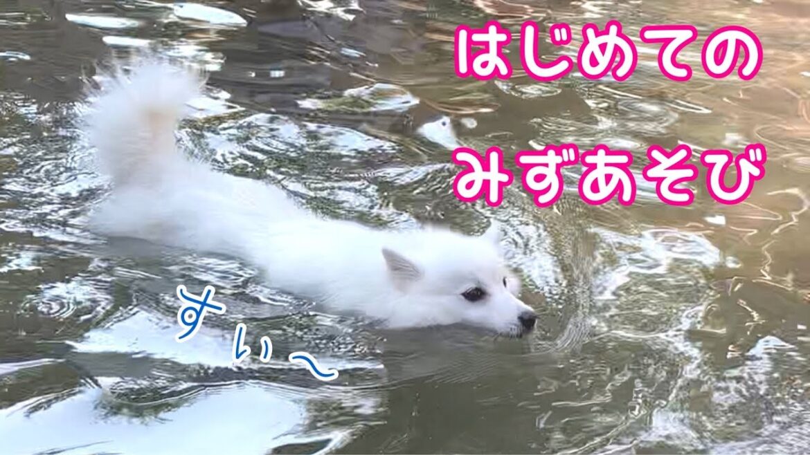 【泳ぐ犬】日本スピッツちぃ。はじめての水遊び / Japanese Spitz swimming for the first time