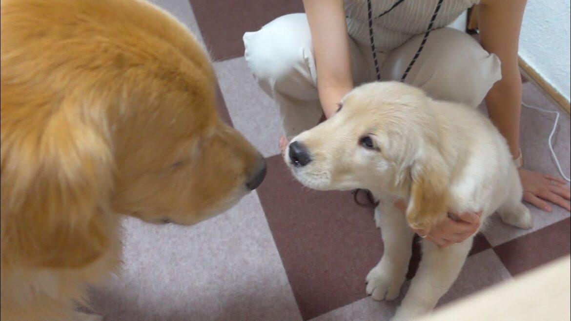 ようこそジョイ家へ、これからよろしくね！