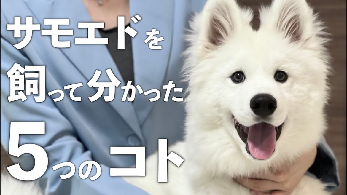 これから犬を飼いたい人に伝えたい５つのコト