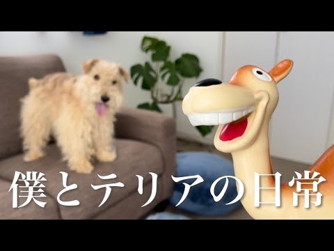 vlog】レークランドテリアと暮らす1人暮らし社会人の男 かわいい 愛犬と新しいオモチャで遊んだ日Terrier(テリア) vlog】レークランドテリアと暮らす1人暮らし社会人の男 かわいい 愛犬と新しいオモチャで遊んだ日Terrier(テリア)