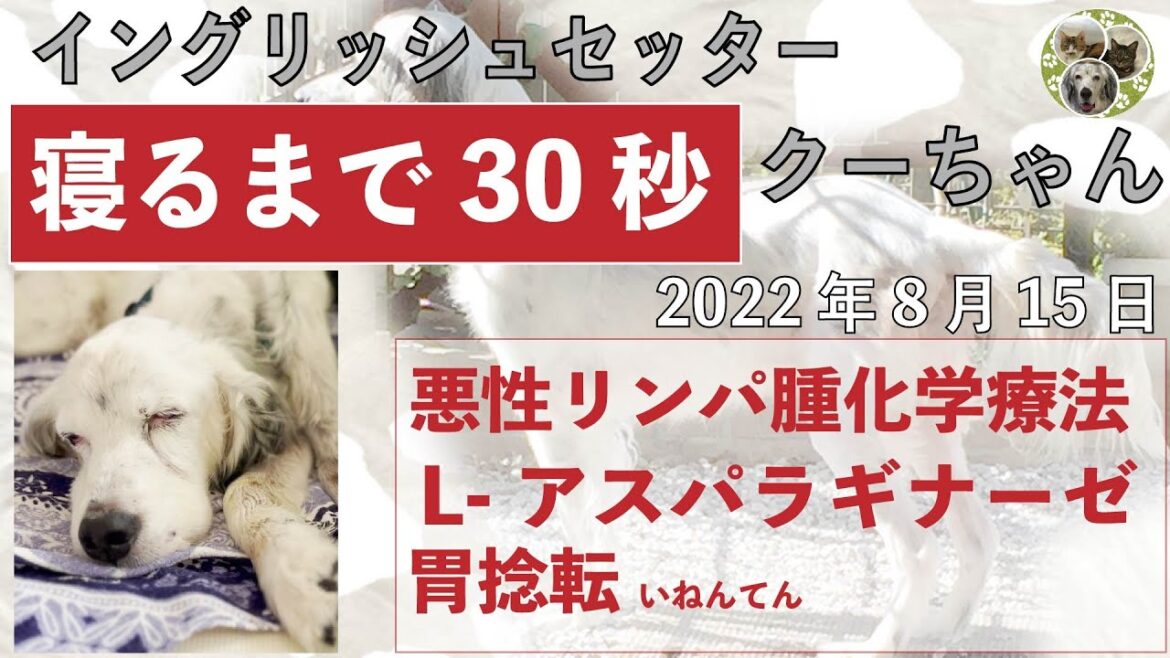 寝るまで30秒。イングリッシュセッター　クー　「胃捻転」「悪性リンパ腫」闘病生活