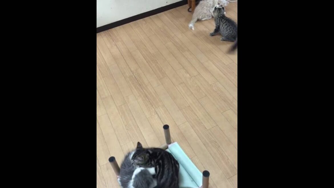 かわいい！　もふもふ子猫どうしのじゃれあっている姿｜茅ヶ崎猫カフェ「ねこのすみか」