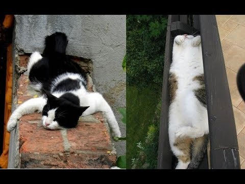 猫ちゃんのシュールな変顔で寝ている姿がかわいい♡~Cute figure sleeping in cat surreal funny face. 猫ちゃんのシュールな変顔で寝ている姿がかわいい♡~Cute figure sleeping in cat surreal funny face.