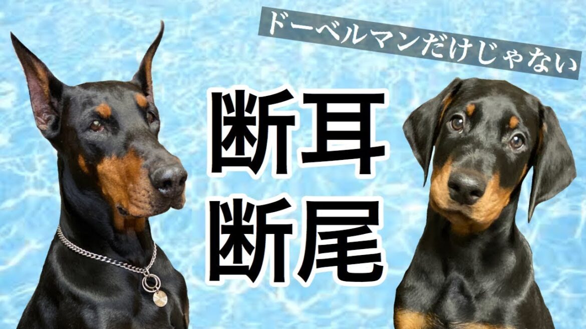 断耳・断尾について【Doberman】