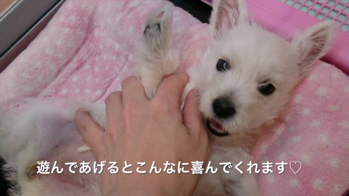 白い宝石！？ウエストハイランド・ホワイトテリアの赤ちゃんが可愛すぎる件♡