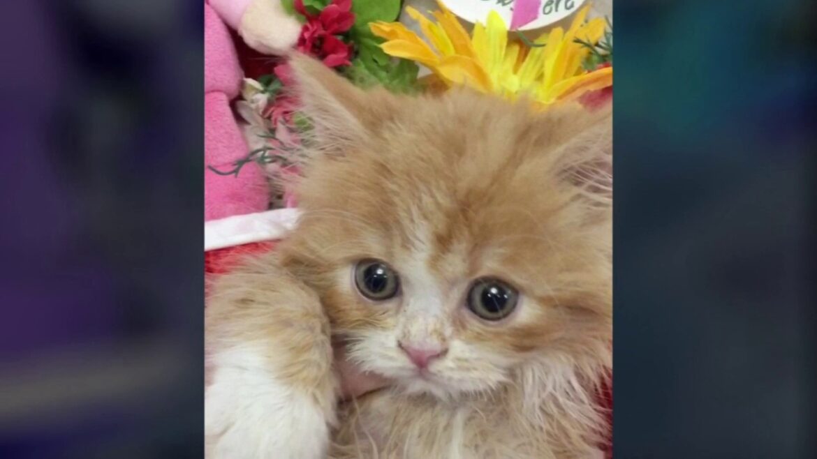 モフモフ、ロングのスコティッシュフォールド❤️