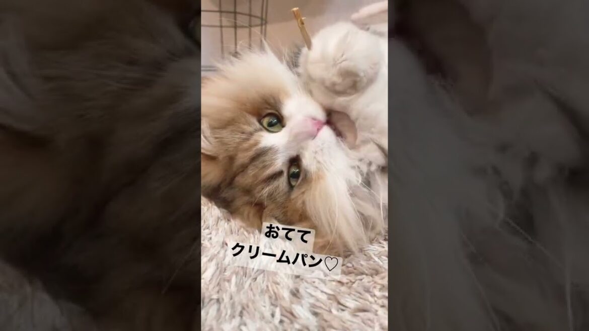 猫の日！猫ちゃんのクリームパン見て癒されてね♪cat's Day! Healed by seeing a cat ♪