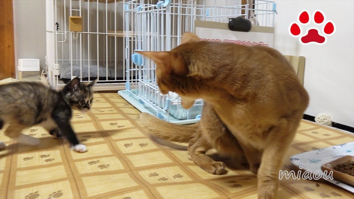 初めてアビシニアンを見た子猫ふく Cute kitten Fuku's first saw the Luca 【瀬戸のふく日記】