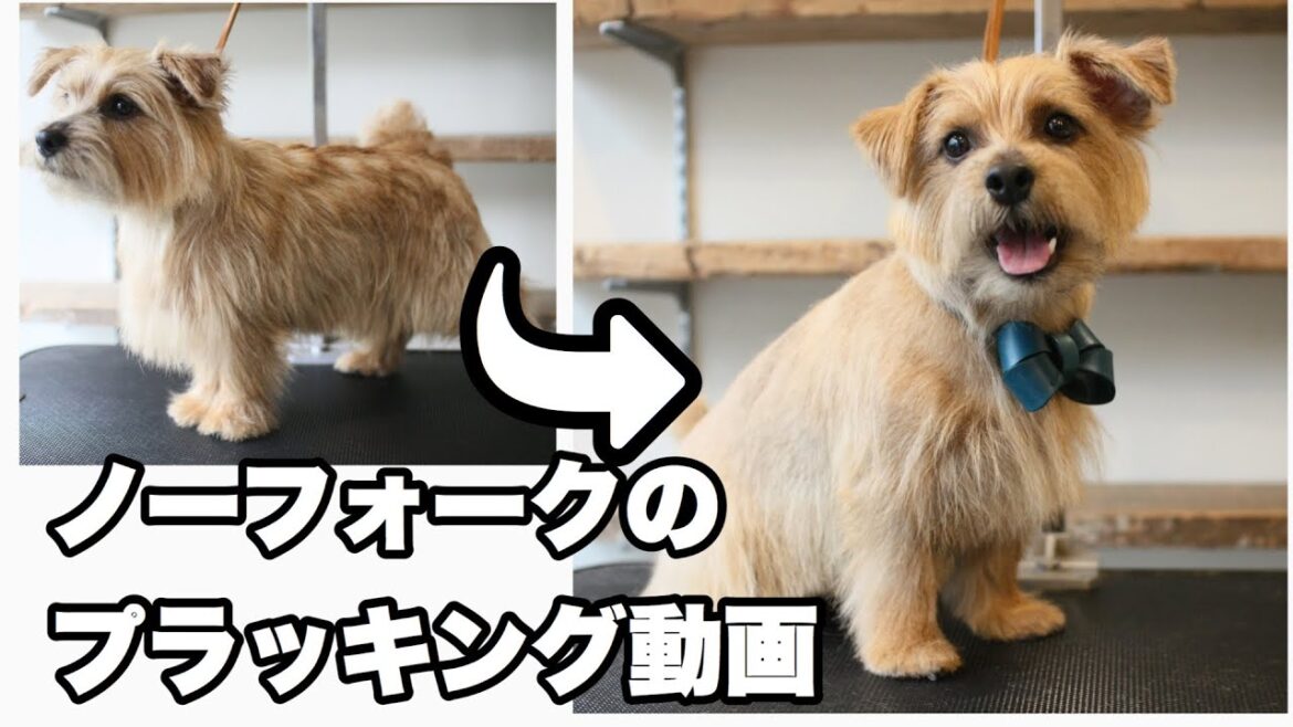 【 ノーフォーク】プラッキング動画【フルプラッキング】 【 ノーフォーク】プラッキング動画【フルプラッキング】