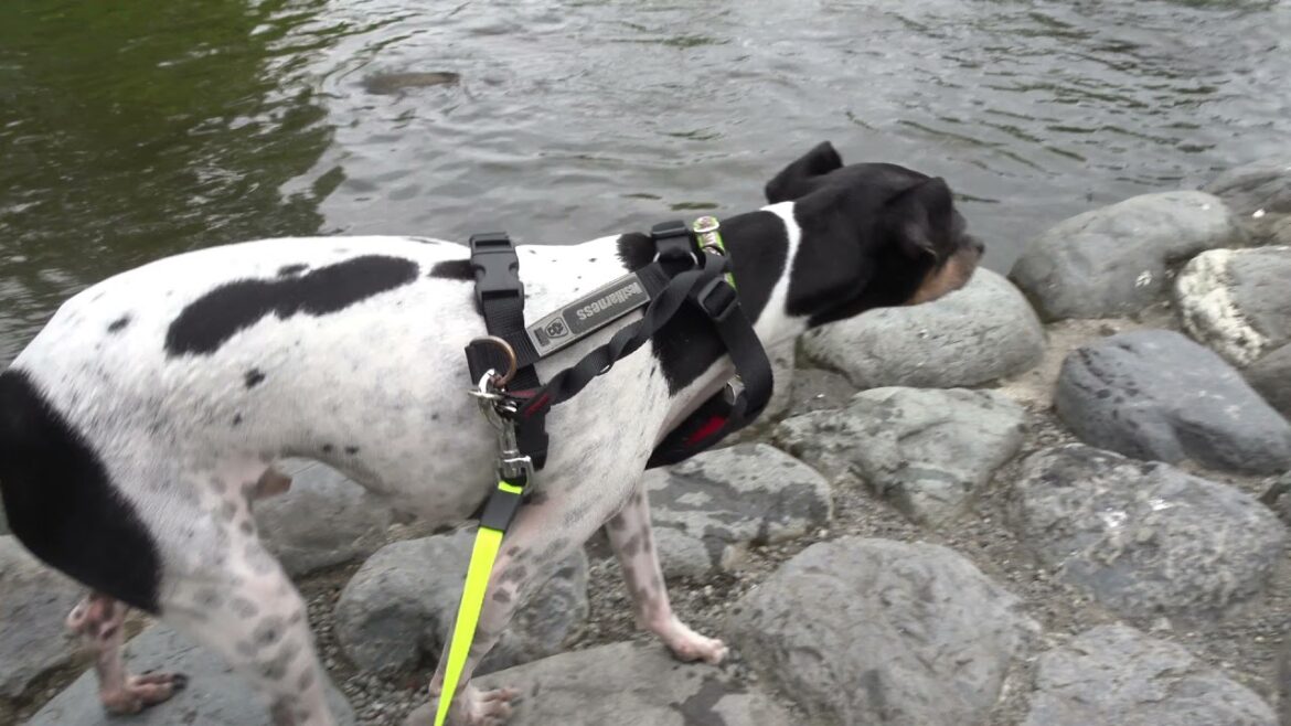 鶴岡八幡宮の花手水と源平池と日本テリア(Japanese Terrier,Nihon Terrier)