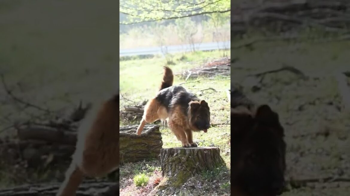 丸太で遊ぶ犬 ♪ドレミファソラシド♪