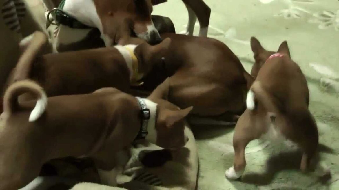 ファイト！バセンジーの子犬！！