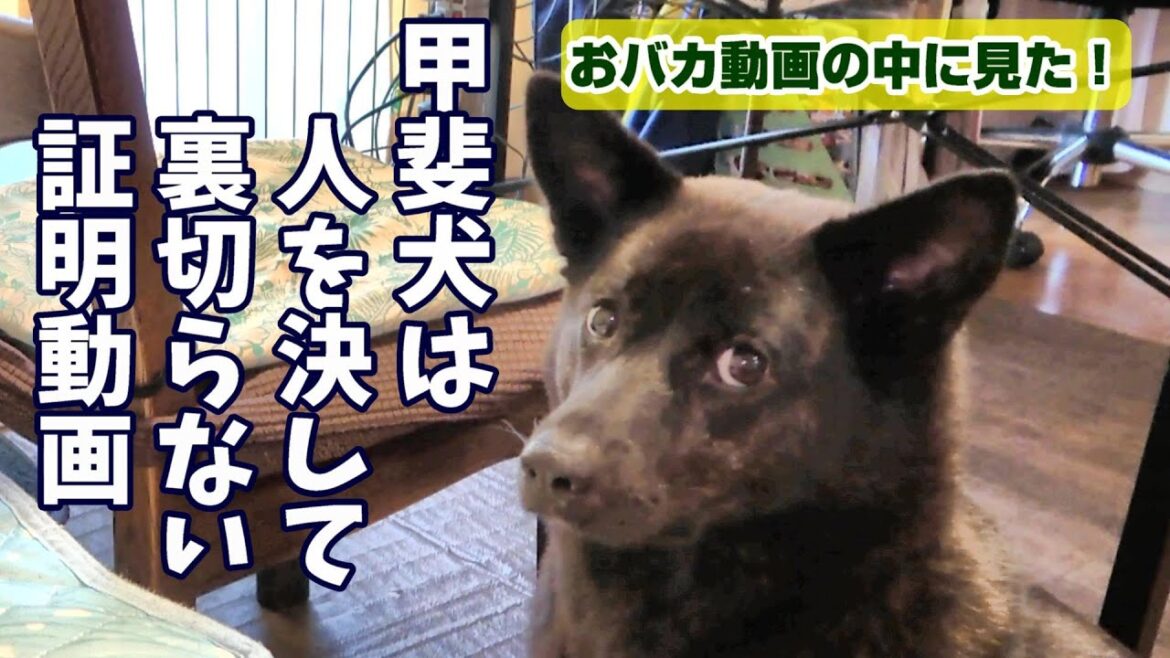 【甲斐犬の魅力はこの中に！】家族を絶対に裏切らない！確信の証拠映像！-　甲斐犬いち