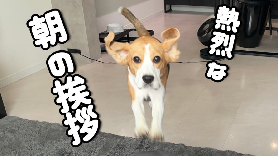毎朝愛犬の歓迎が幸せ過ぎるパパの朝がこちらです
