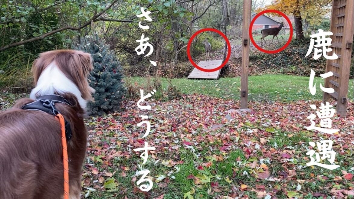 【犬のしつけ】牧羊犬に教えておいてよかったしつけ3選|オーストラリアンシェパート 【犬のしつけ】牧羊犬に教えておいてよかったしつけ3選|オーストラリアンシェパート