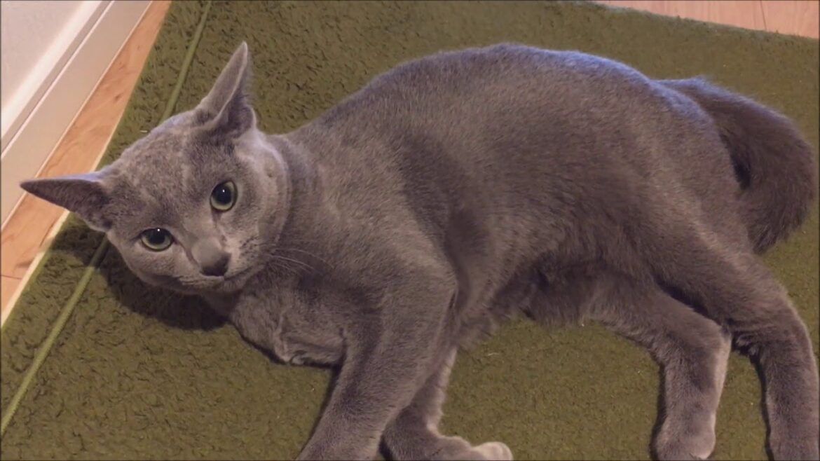 犬みたいについてくる猫（ロシアンブルー）
