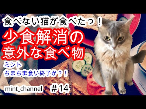 【ソマリ】急にガッつき初完食したのは、まさかの…アレ A cat with an increased appetite. (#14) 【ソマリ】急にガッつき初完食したのは、まさかの…アレ A cat with an increased appetite. (#14)