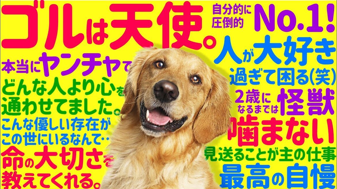 ゴールデンレトリバーを飼うという事【飼い主の声まとめ】