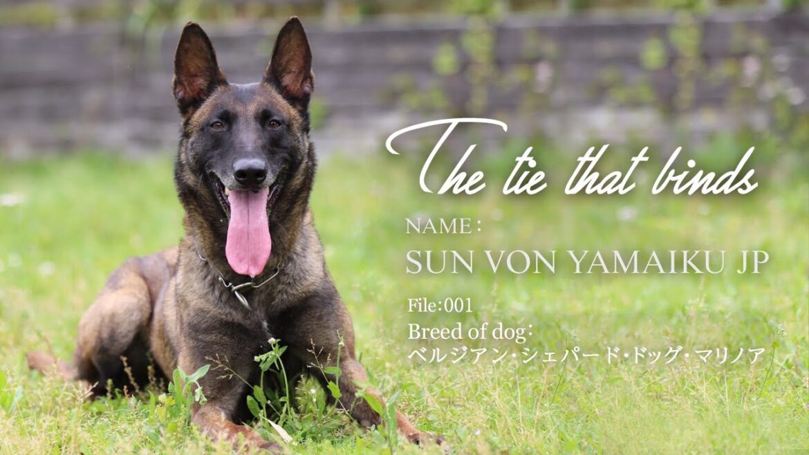 【愛犬との日常を美しく】ベルジアンシェパードマリノア｜犬フォトグラファー『HIRO』