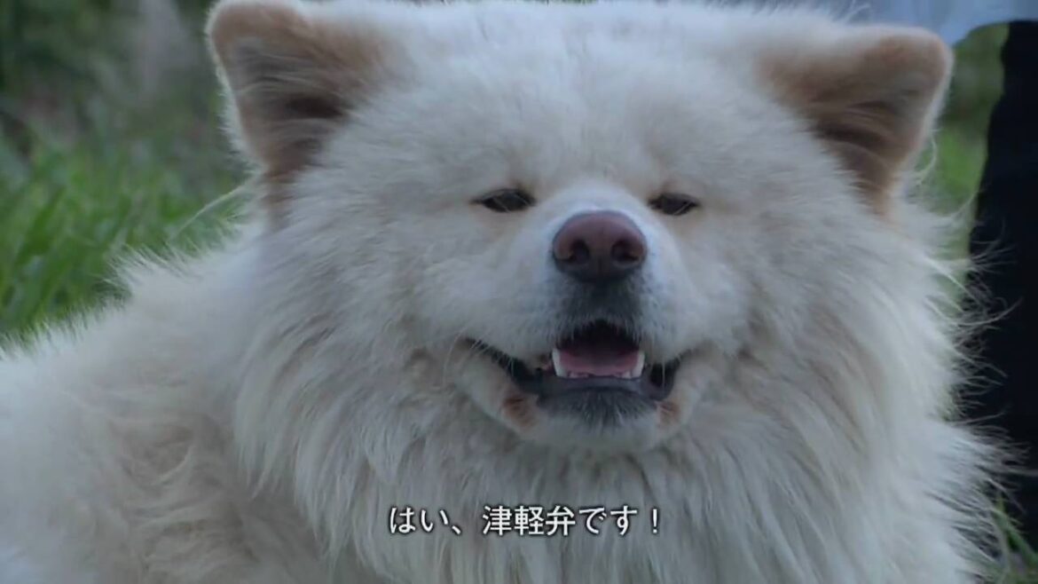 わさお!ブサかわいい犬!秋田犬『わさお』! わさお!ブサかわいい犬!秋田犬『わさお』!