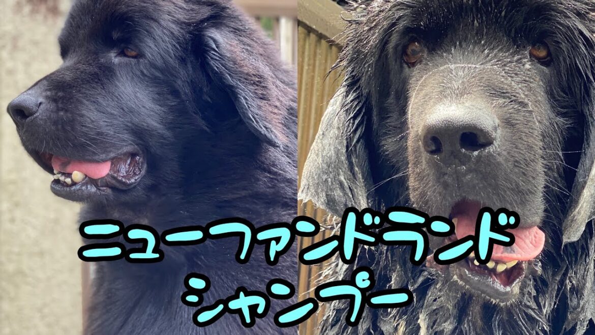 [ニューファンドランド]シャンプー😎🚿 グレートデーン ボス君 クィーンちゃん 大型犬 超大型犬 多頭飼育 渡辺ボス