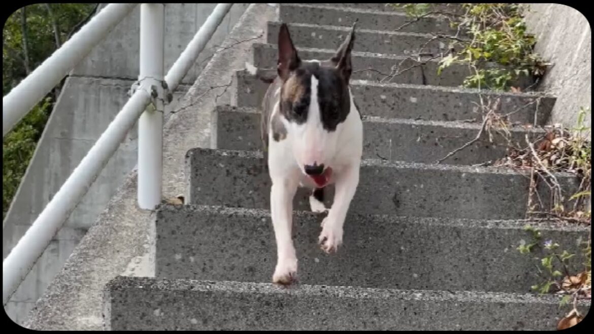 【ブルテリア】階段犬【CHACOM】