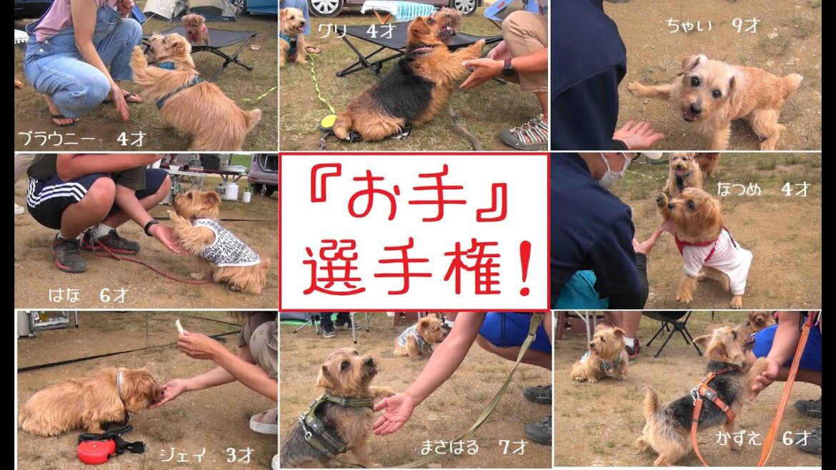 「ノーフォークテリア」お手選手権!!