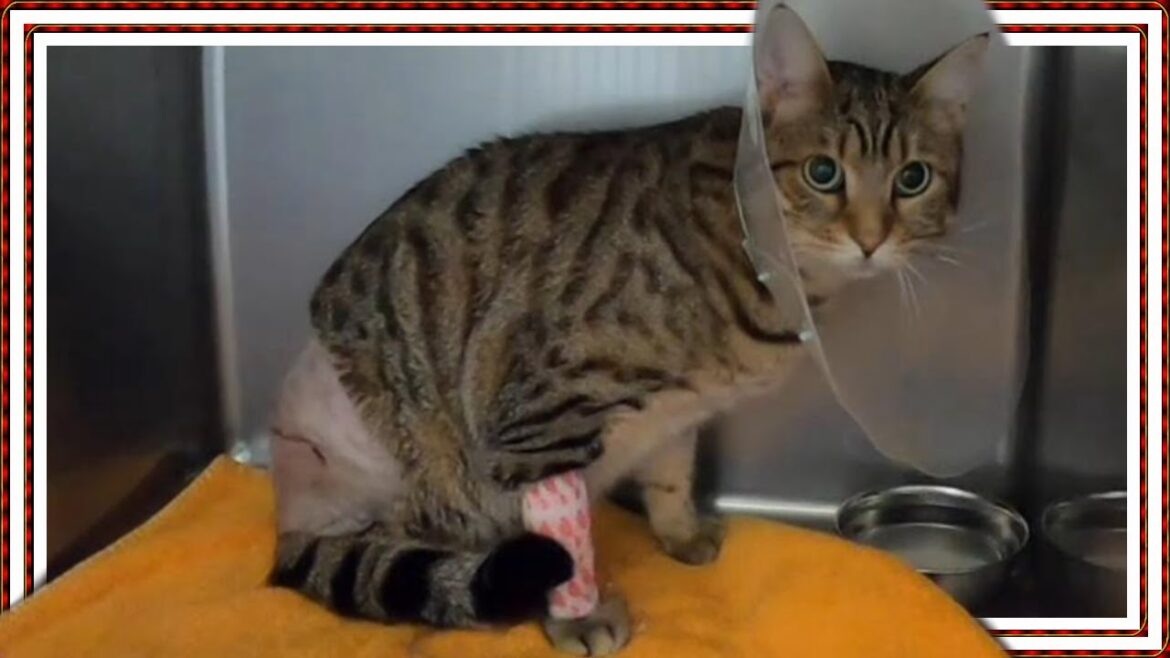 【愛猫を骨折させてしまいました】ベンガルとオシキャットの子猫チートーです只今入院中ですが術後の合併症が心配です 猫の骨折や脱臼に対する意識の低さに反省しております。