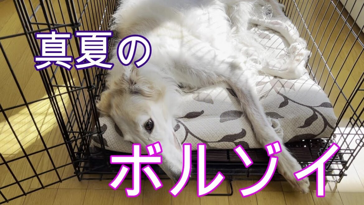 真夏のボルゾイ