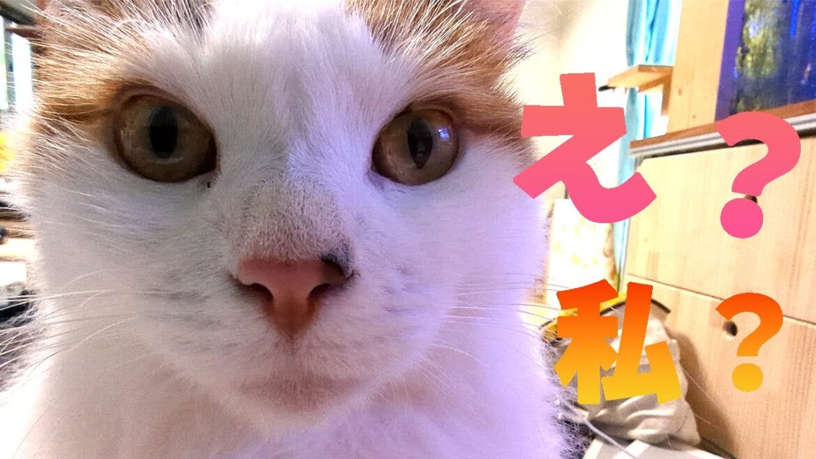 おしゃぶりする事を思い出したサイベリアンがちゅぱちゅしてくれました！カメラに気づいてじっと見つめきたり、大人になってちょっと周りが気になるようです。