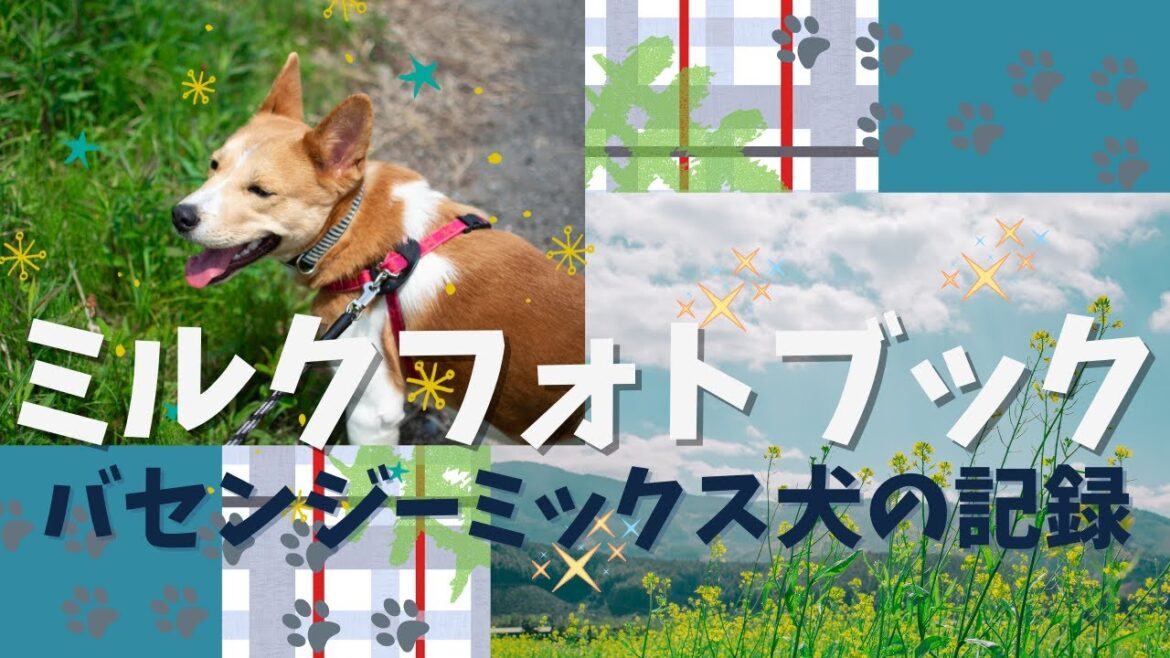 【成長記録】元保護犬のバセンジーミックス犬・ミルクを家族に迎えてから、引っ越しするまでに撮った写真をまとめてみました。