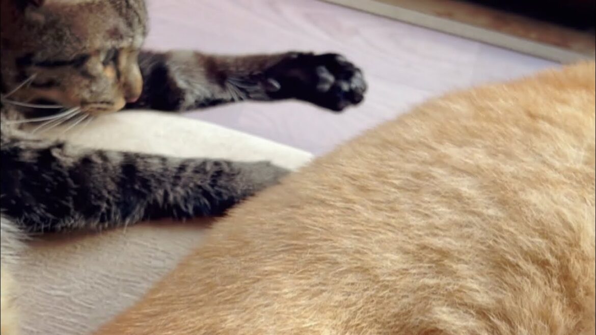 猫達をキレイにしていると分かりやすく存在感を主張してくる柴犬 Warm autumn day 猫達をキレイにしていると分かりやすく存在感を主張してくる柴犬 Warm autumn day