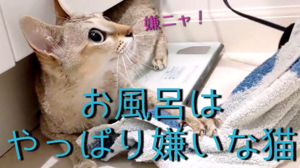 シンガプーラのプリン お風呂はやっぱり嫌いな猫