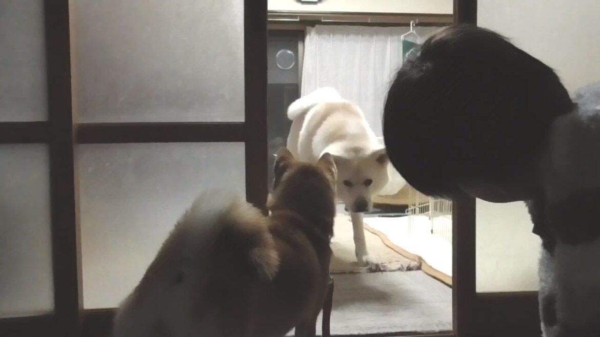 【秋田犬ゆうき】お兄ちゃんたちが来た♪けど柴犬きなこが元気過ぎて輪の中に入れない【akita dog】