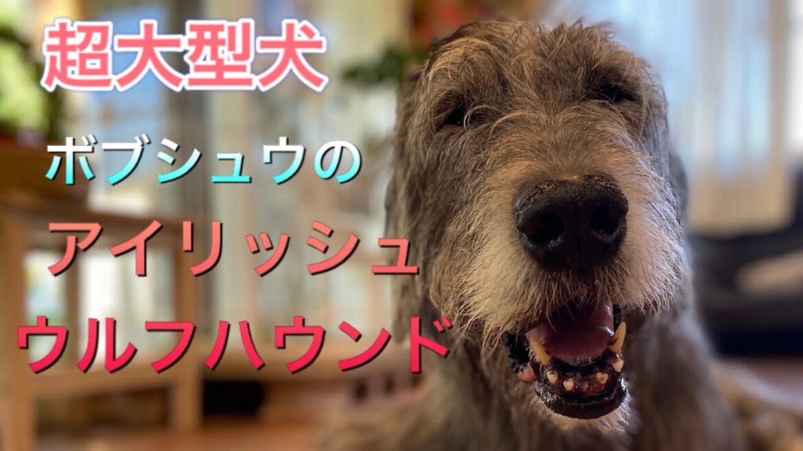 ボブテイルシュウのアイリッシュウルフハウンド