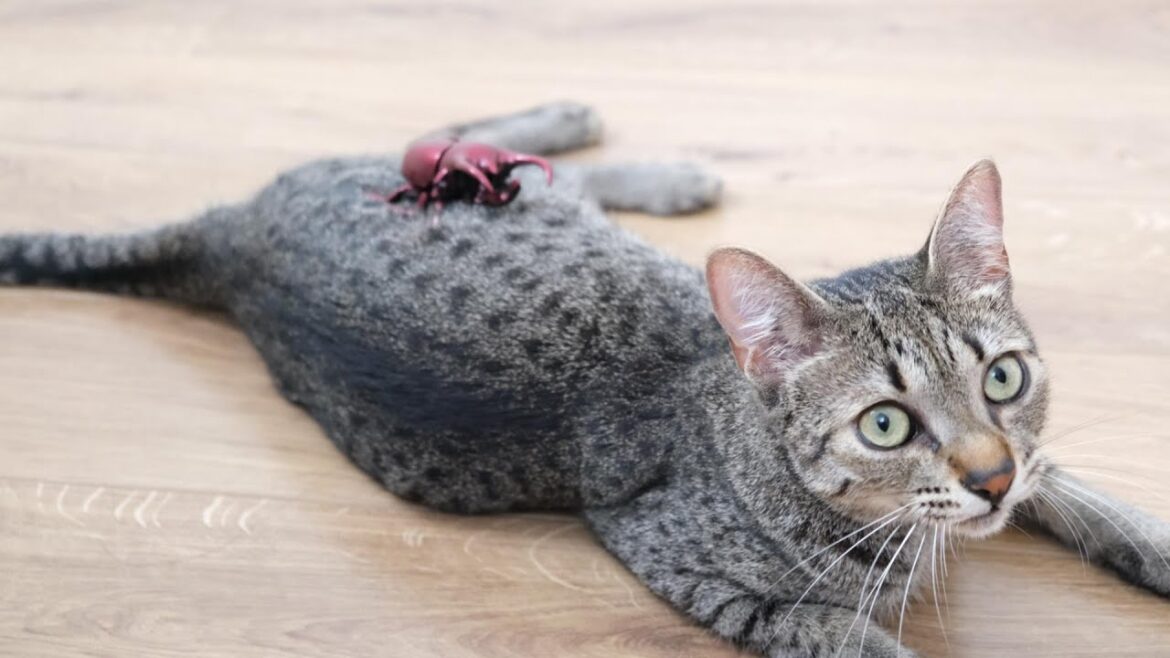 今度はオオカブトムシと初対面する猫【エジプシャンマウ】Now come face to face with the wolf beetle 今度はオオカブトムシと初対面する猫【エジプシャンマウ】Now come face to face with the wolf beetle
