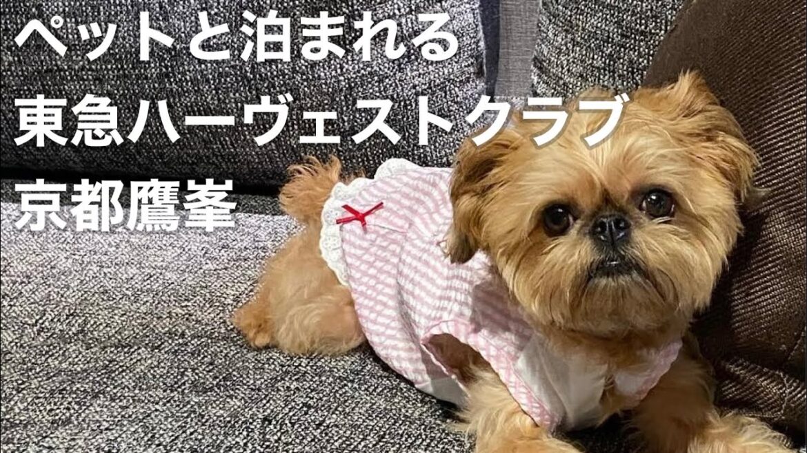 【ブリュッセルグリフォン】ホテルハーヴェスト京都鷹峯に愛犬とお泊まり