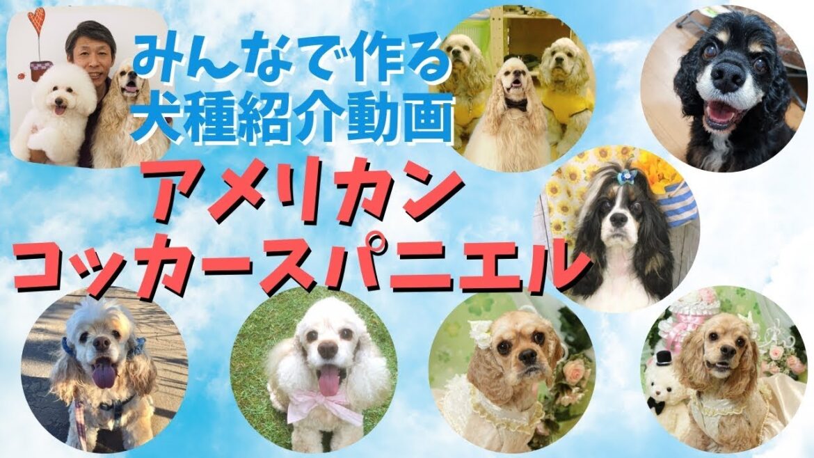 アメリカンコッカースパニエルってどんな犬？飼ってみて分かった犬種の魅力【みんなで作る犬種紹介動画】