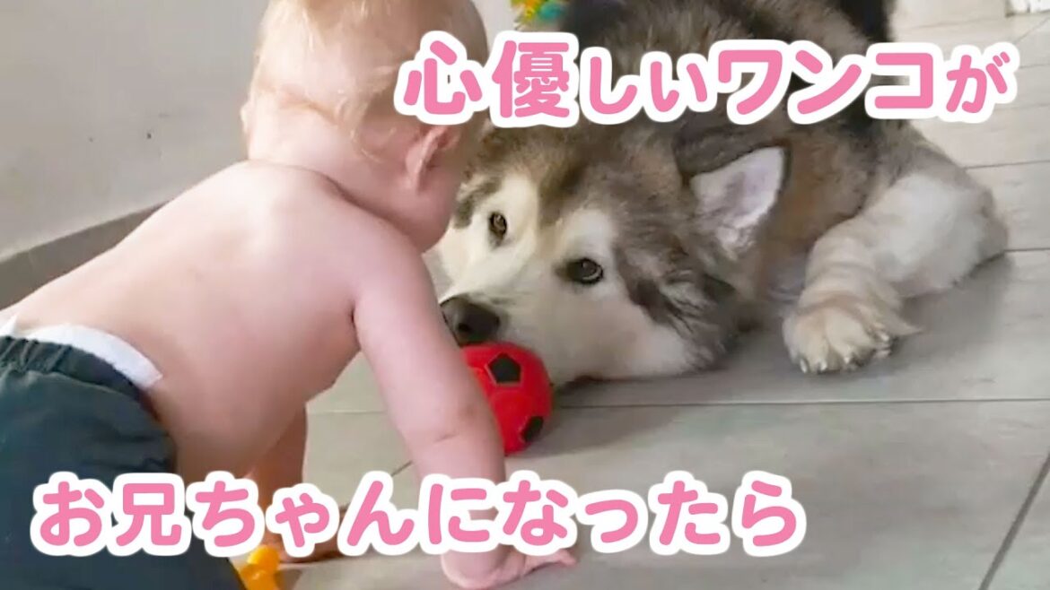 大きなもふもふワンコが、小さな弟の面倒を見るようになりました♪
