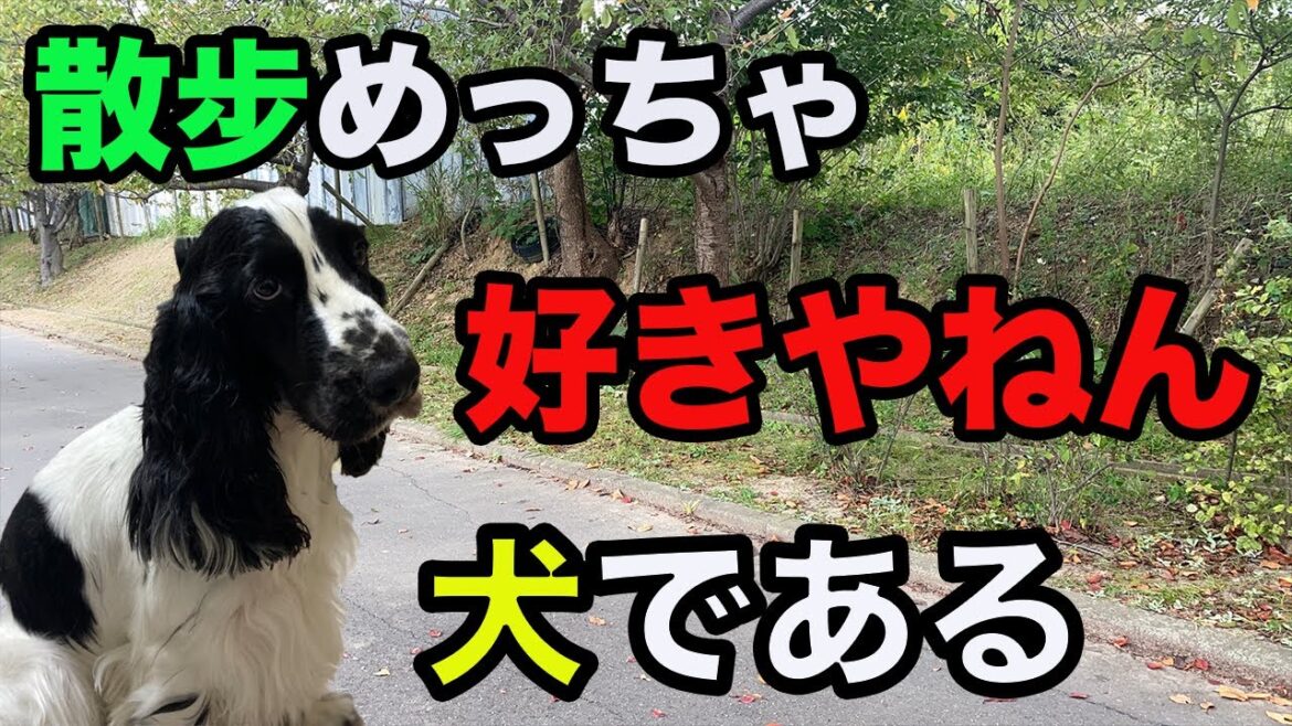 散歩大好き犬のトランプ（E・コッカースパニエル）