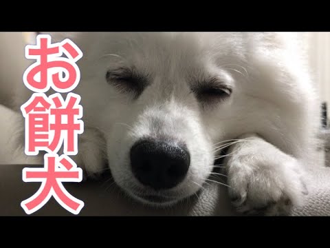 【まるでお餅の犬ソファーの肘掛でリラックス】日本スピッツ_japanesespitz 【まるでお餅の犬ソファーの肘掛でリラックス】日本スピッツ_japanesespitz
