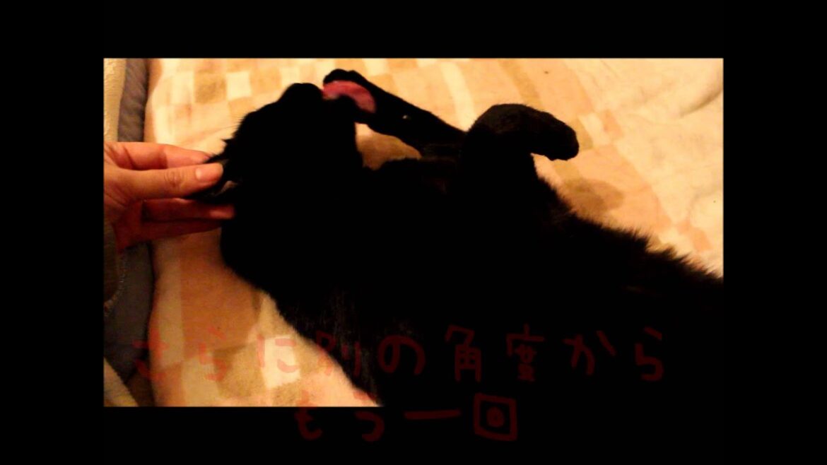 ボブテイルロビンのぽんぽんしっぽ